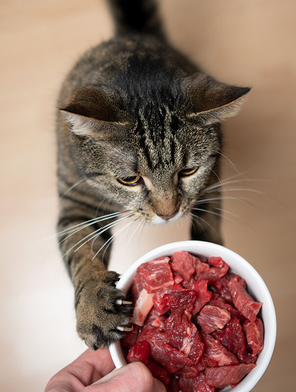 cat eating raw food